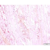 Tissue Control Slide